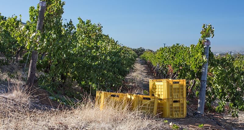 Harvest 2018: From strength to strength