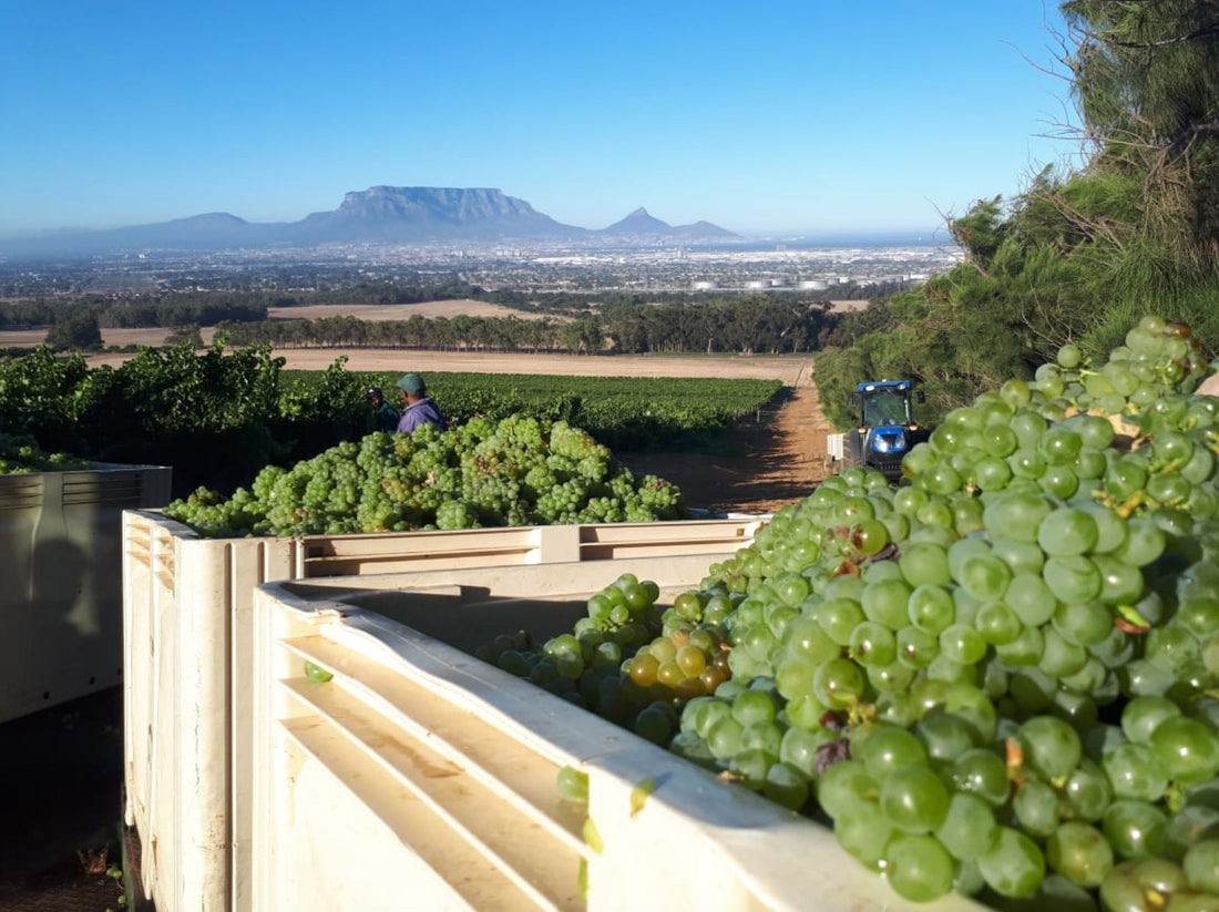 De Grendel Harvest 2019 Q&A with Charles Hopkins