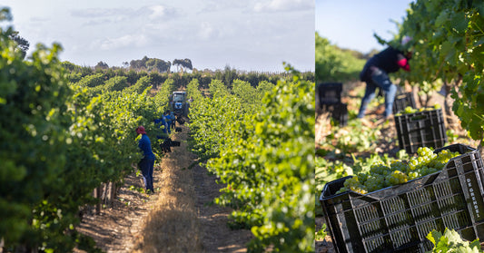 De Grendel's 2025 Harvest: A Vintage to Remember
