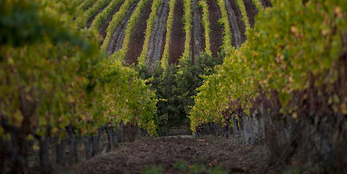 De Grendel 2016 Vintage Harvest Report