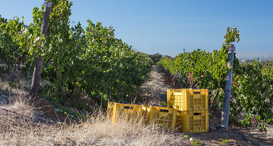 Harvest 2018: From strength to strength