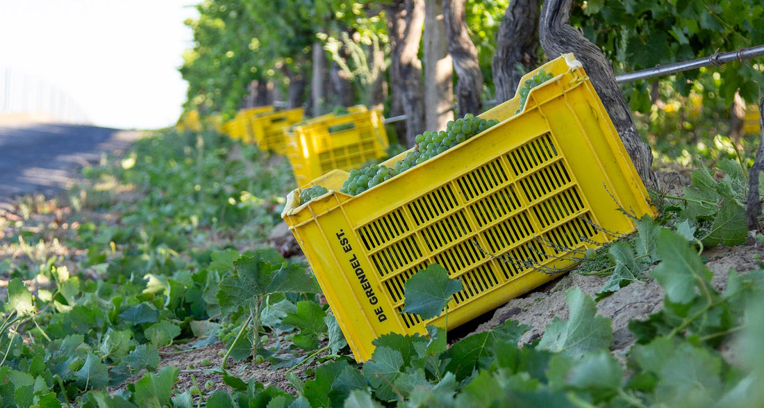 De Grendel Harvest Report 2022: Largest harvest to date, early indications of excellence