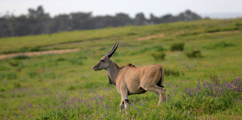 Meet the New Wildlife at De Grendel