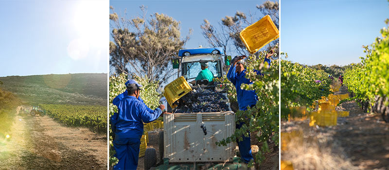 Harvest Report 2017: Cooler nights create unique conditions