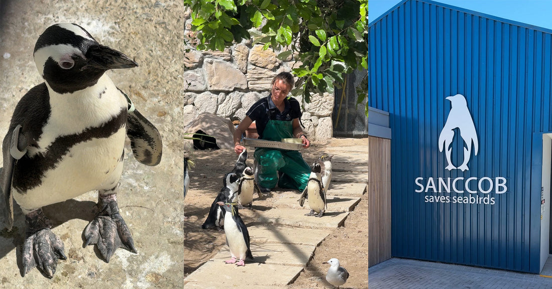 Protecting Our Coastal Wildlife: De Grendel Wines’ Earth Day 2025 Initiative