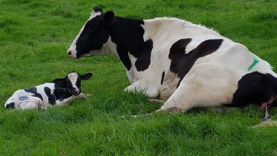 Meet The Cows of De Grendel